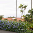 Royal Cape® Plumbago