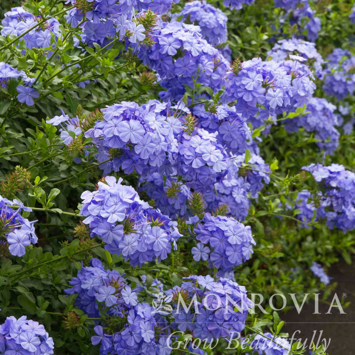 Royal Cape plumbago shrub covered in dense clusters of pale blue, star-shaped flowers amid glossy green foliage, with a Monrovia watermark in the lower corner.