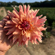 Terracotta