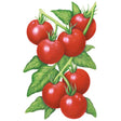 Glacier Bush Tomato Seeds