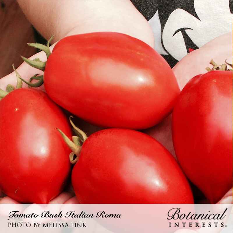 Italian Roma Bush Italian Roma Bush Tomato Seeds – Botanical Interests