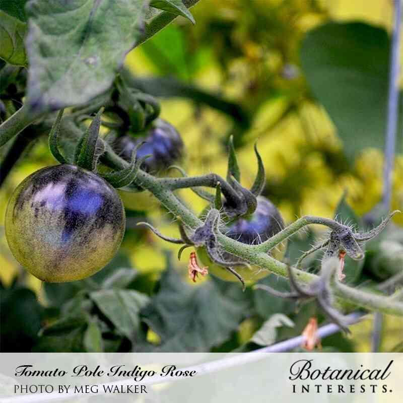 indigo rose tomato seed Indigo Rose Pole Cherry Tomato Seeds | Organic Tomato Seed