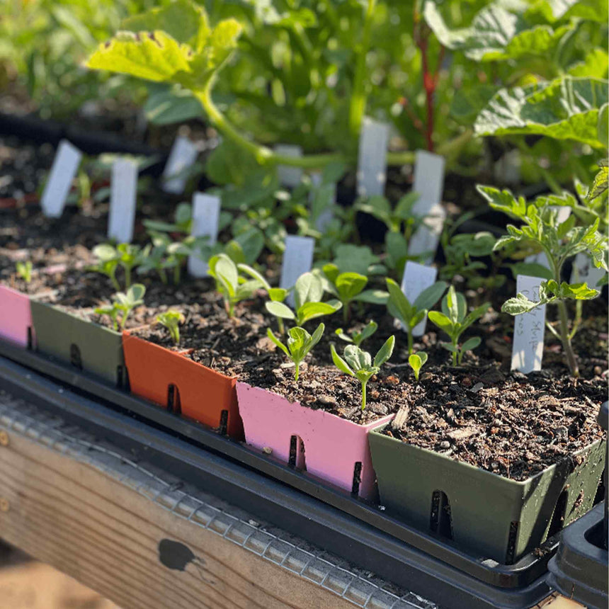 stand up garden seed planter Epic 6-Cell Seed Starting Trays – Botanical Interests