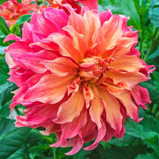 Belle of Barmera Dahlias