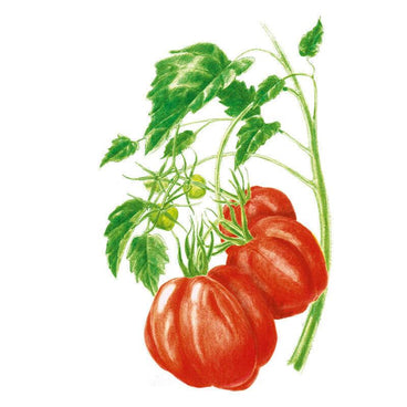 Oxheart Pole Tomato Seeds