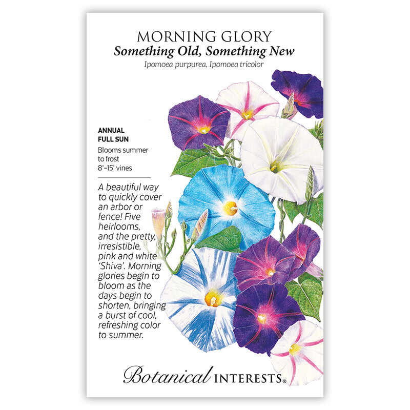 rare morning glory seeds Something Old Something New Morning Glory Seeds