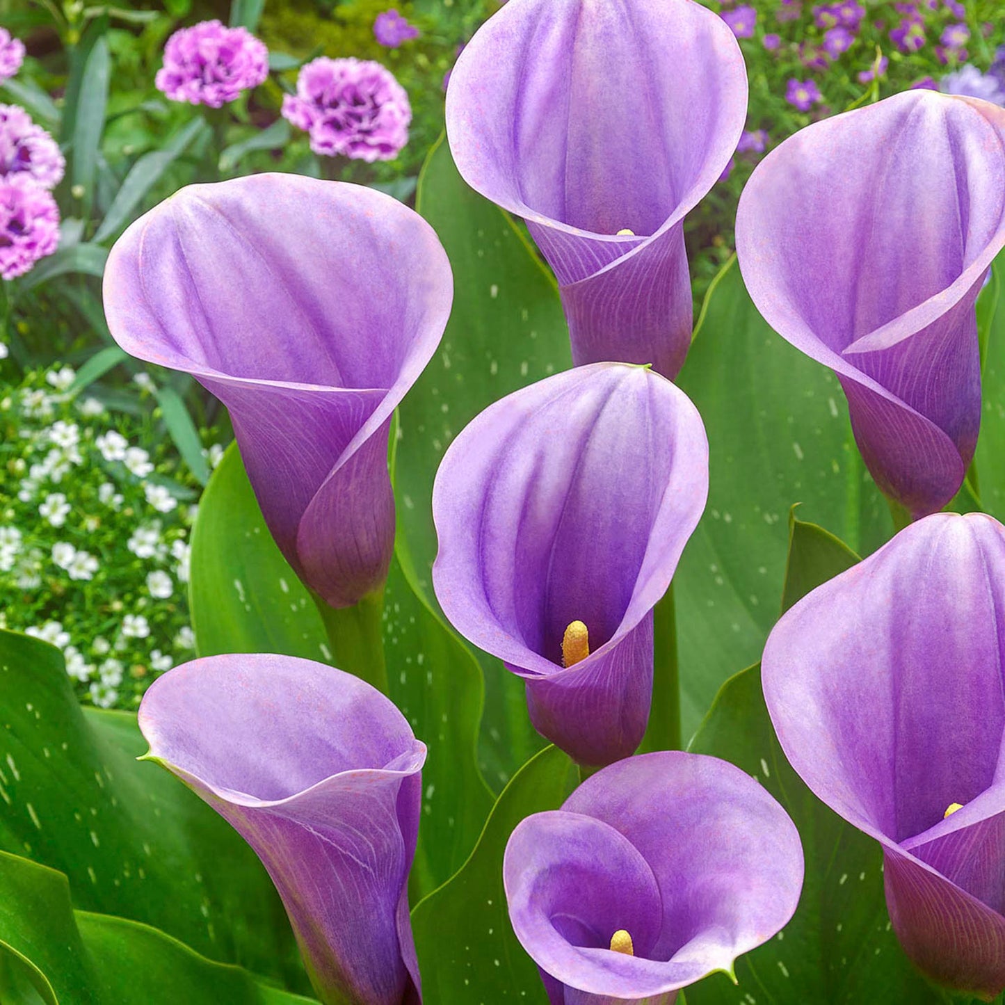 Captain Violetta Calla Lily Bulbs