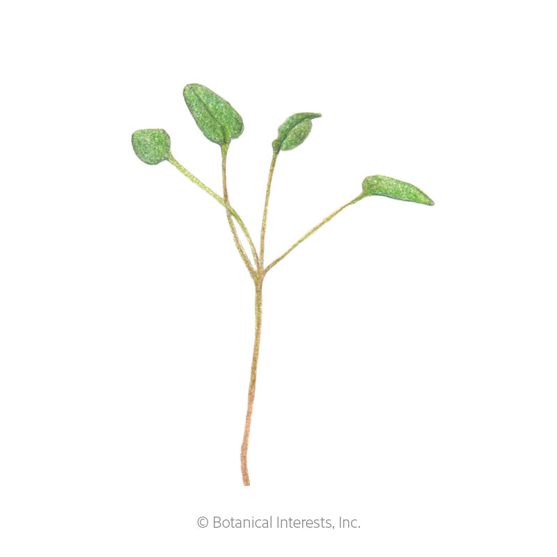 Upland Cress Microgreens Seeds
