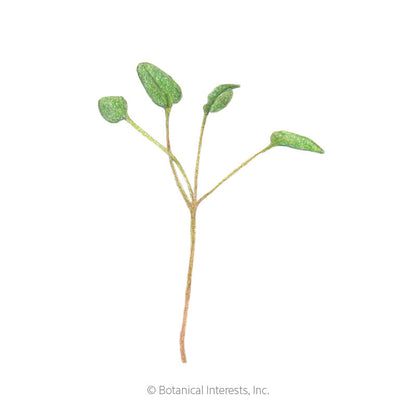 Upland Cress Microgreens Seeds