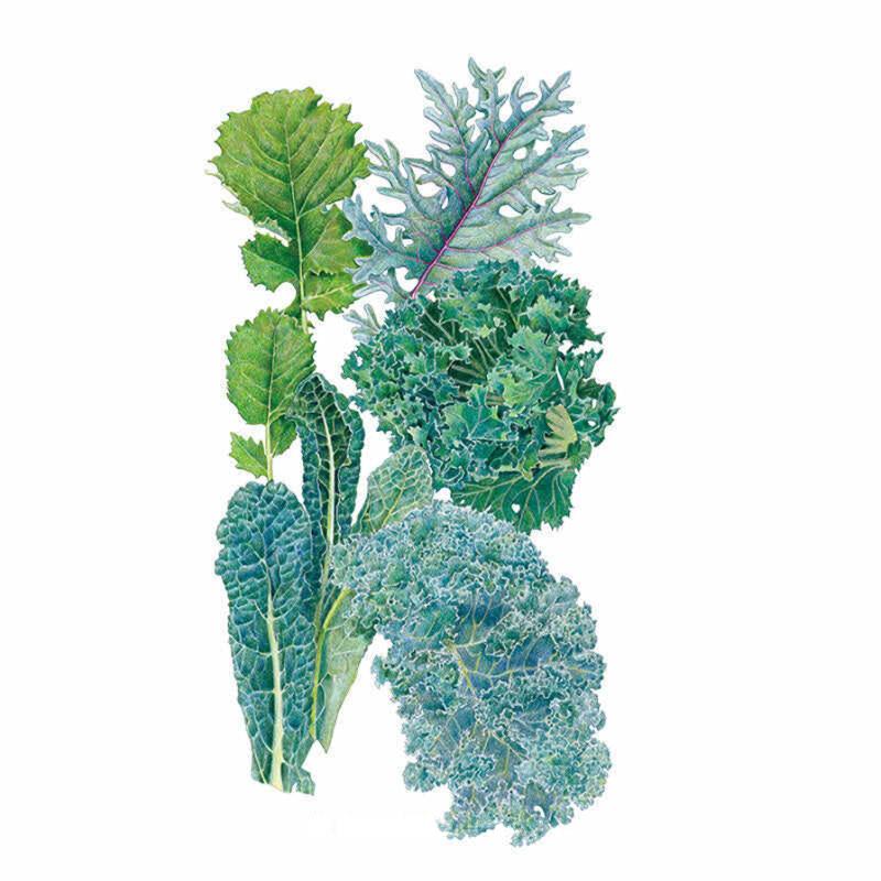 Botanical Interests Kale Seeds - Thumbnail 3