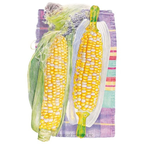 Honey and Cream Sweet Corn Seeds