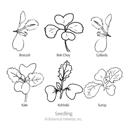 Superfoods Baby Greens Seeds
