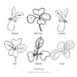 Superfoods Baby Greens Seeds
