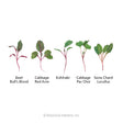 Mild Mix Microgreens Seeds