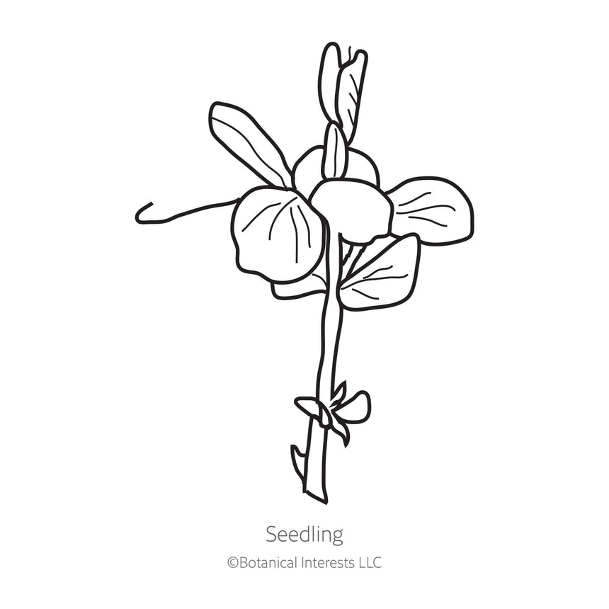Little Marvel Petite Shelling Pea Seeds