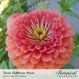 California Giants Blend Zinnia Seeds