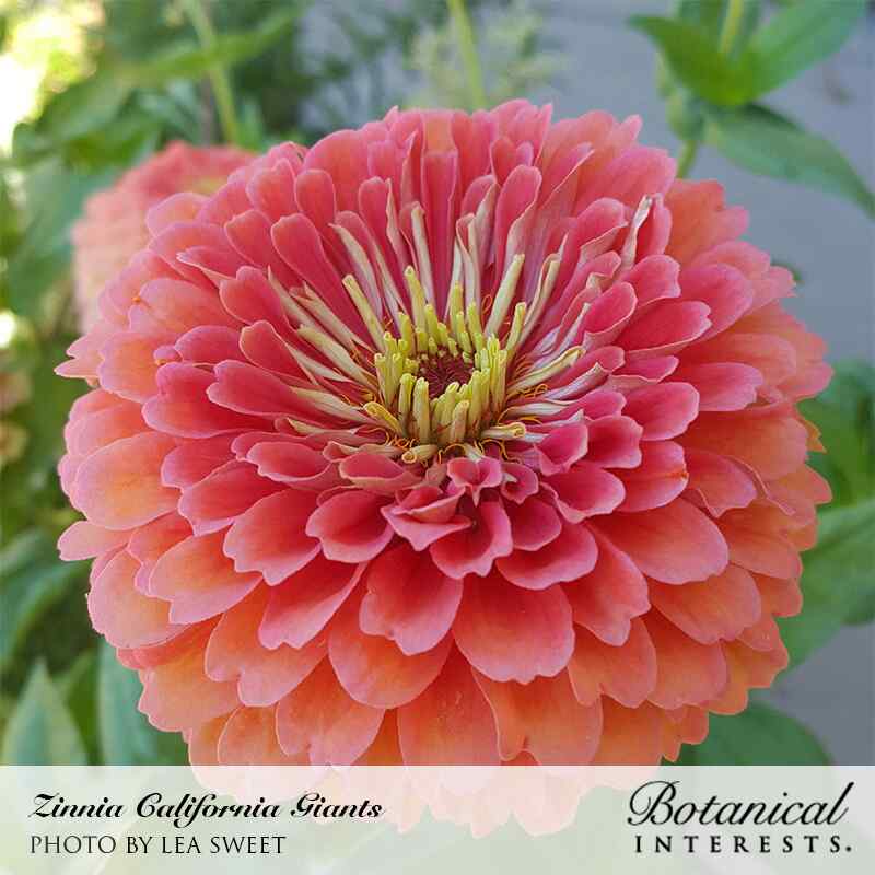 giant zinnia flower seeds California Giants Blend Zinnia Seeds – Botanical Interests