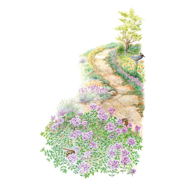 Creeping Thyme Seeds