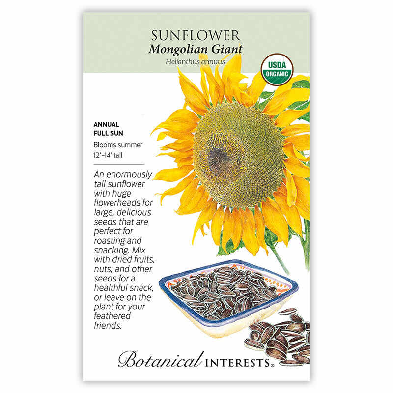 planting giant sunflower seeds Mongolian Giant Sunflower Seeds – Botanical Interests