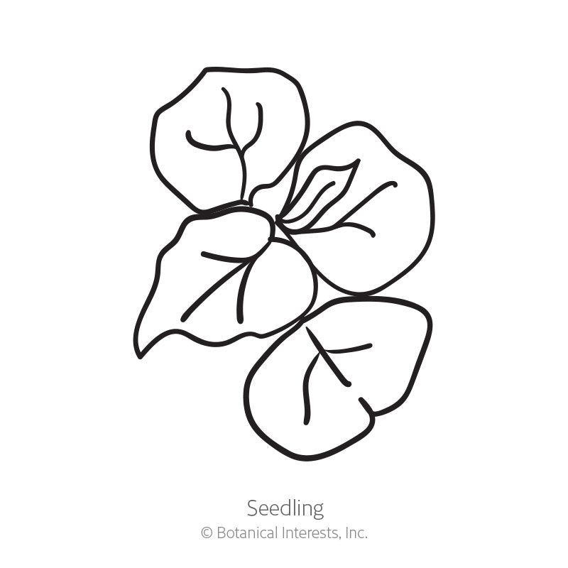 Common Buckwheat Cover Crop Seeds