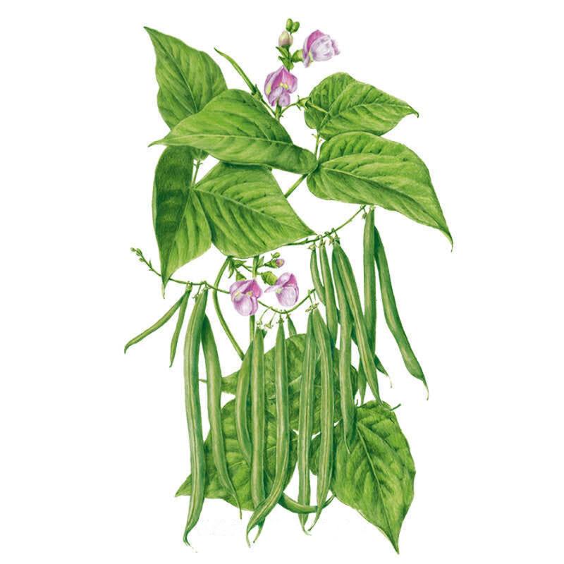 Provider Bush Bean Seeds