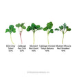 Umami Asian Blend Microgreens Seeds