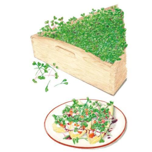 Mellow Blend Microgreens Seeds