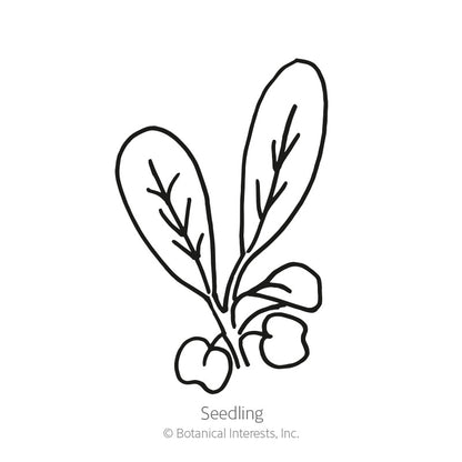 Arugula Baby Greens Seeds