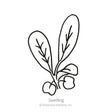 Arugula Baby Greens Seeds