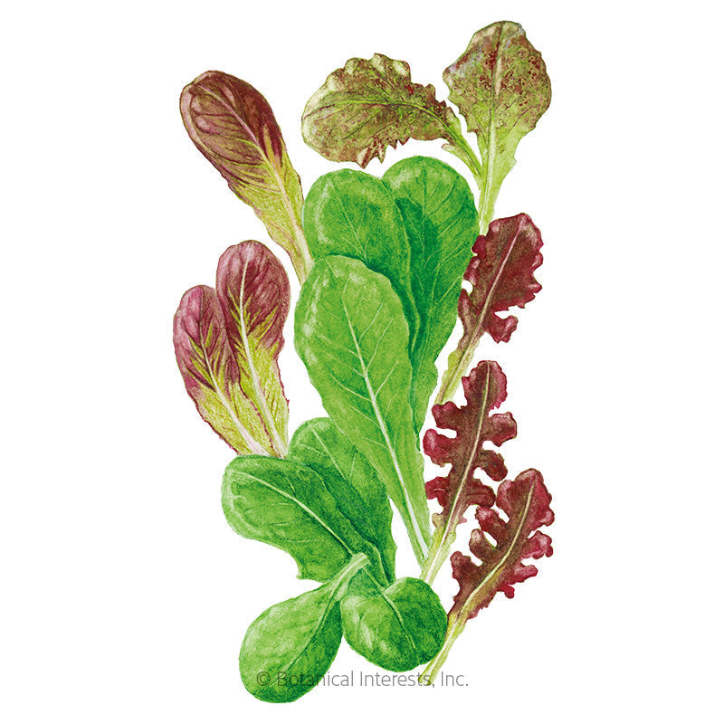 Market Day Lettuce Mesclun Baby Greens Seeds