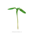 Sunflower Microgreens Seeds