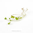 Broccoli Sprouts Seeds