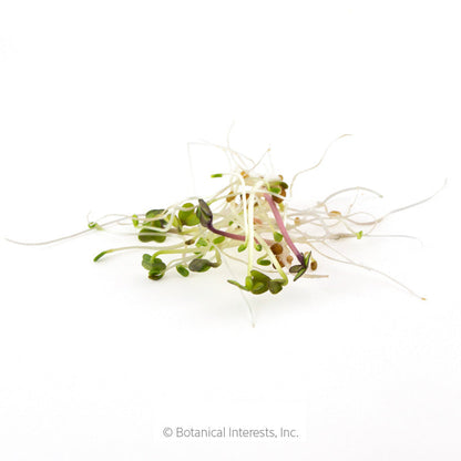 Sandwich Mix Sprouts Seeds