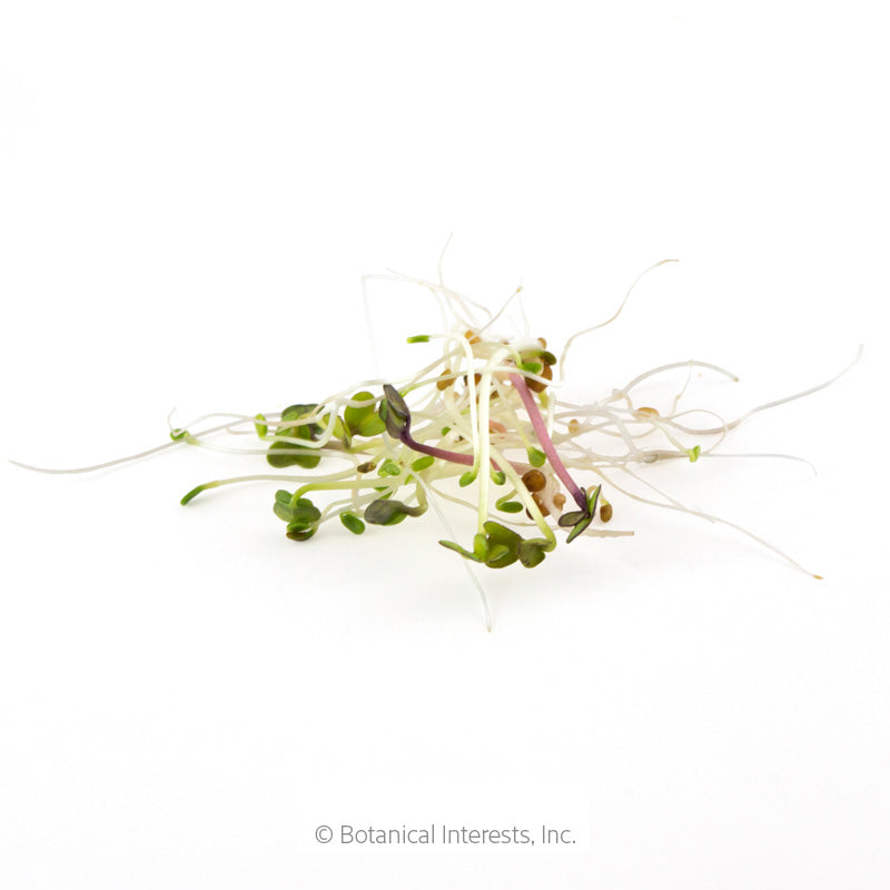 Sandwich Mix Sprouts Seeds