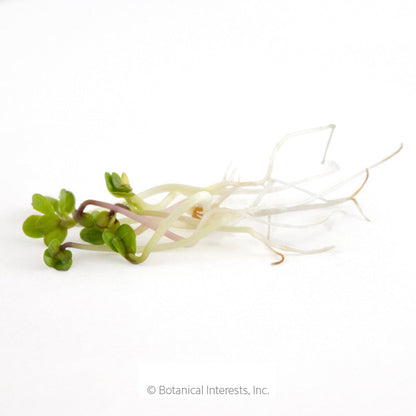 China Rose Radish Sprouts Seeds