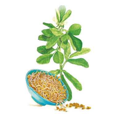 fenugreek seeds to plant Fenugreek Sprouts Seeds