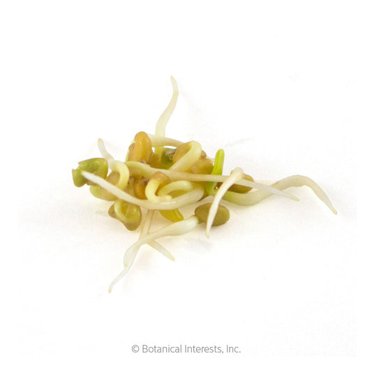 Fenugreek Sprouts Seeds