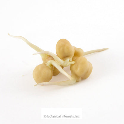 Garbanzo Bean Sprouts Seeds