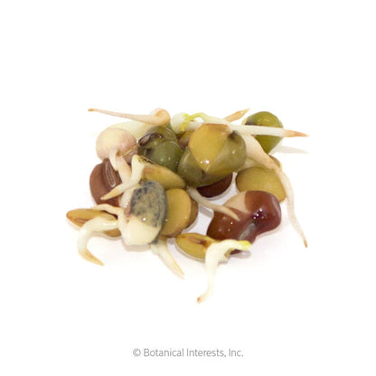 Bean Mix Sprouts Seeds