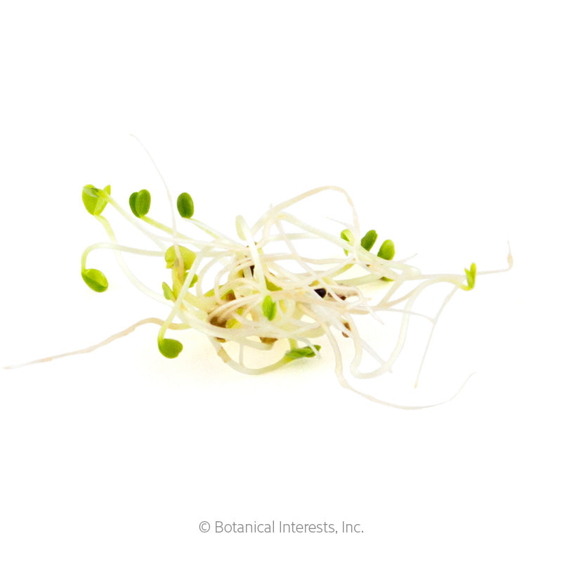 Salad Mix Sprouts Seeds