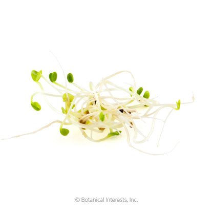 Salad Mix Sprouts Seeds