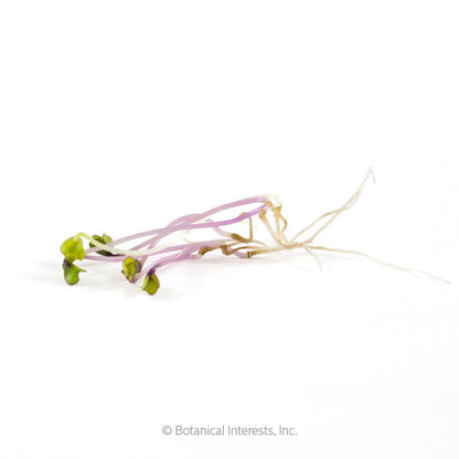 Purple Kohlrabi Sprouts Seeds