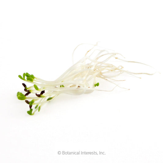 Red Clover Sprouts Seeds