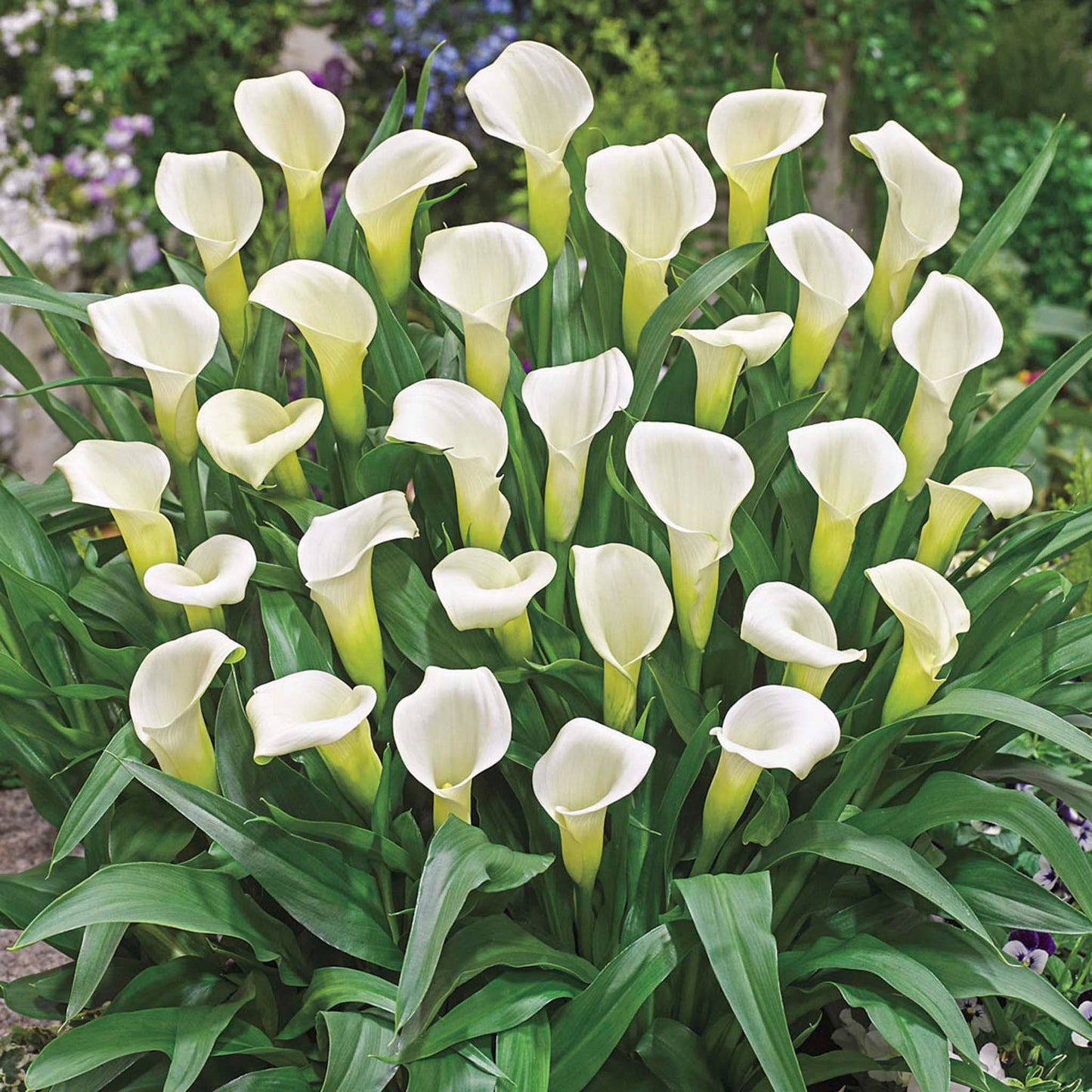 Intimate Ivory Calla Lily Bulbs