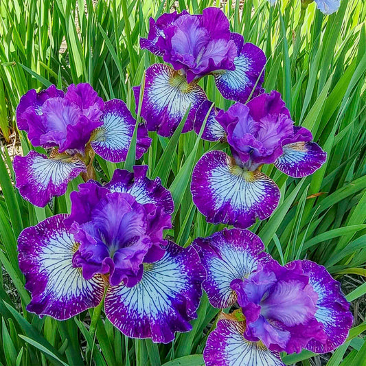 Something Shocking Siberian Iris