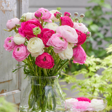 Ready For Romance Ranunculus Bulb Mix