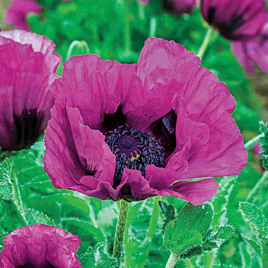 Central Park Oriental Poppy