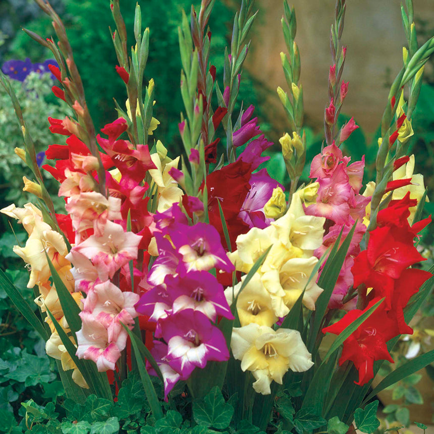 Glamini Gladiolus Bulb Mix