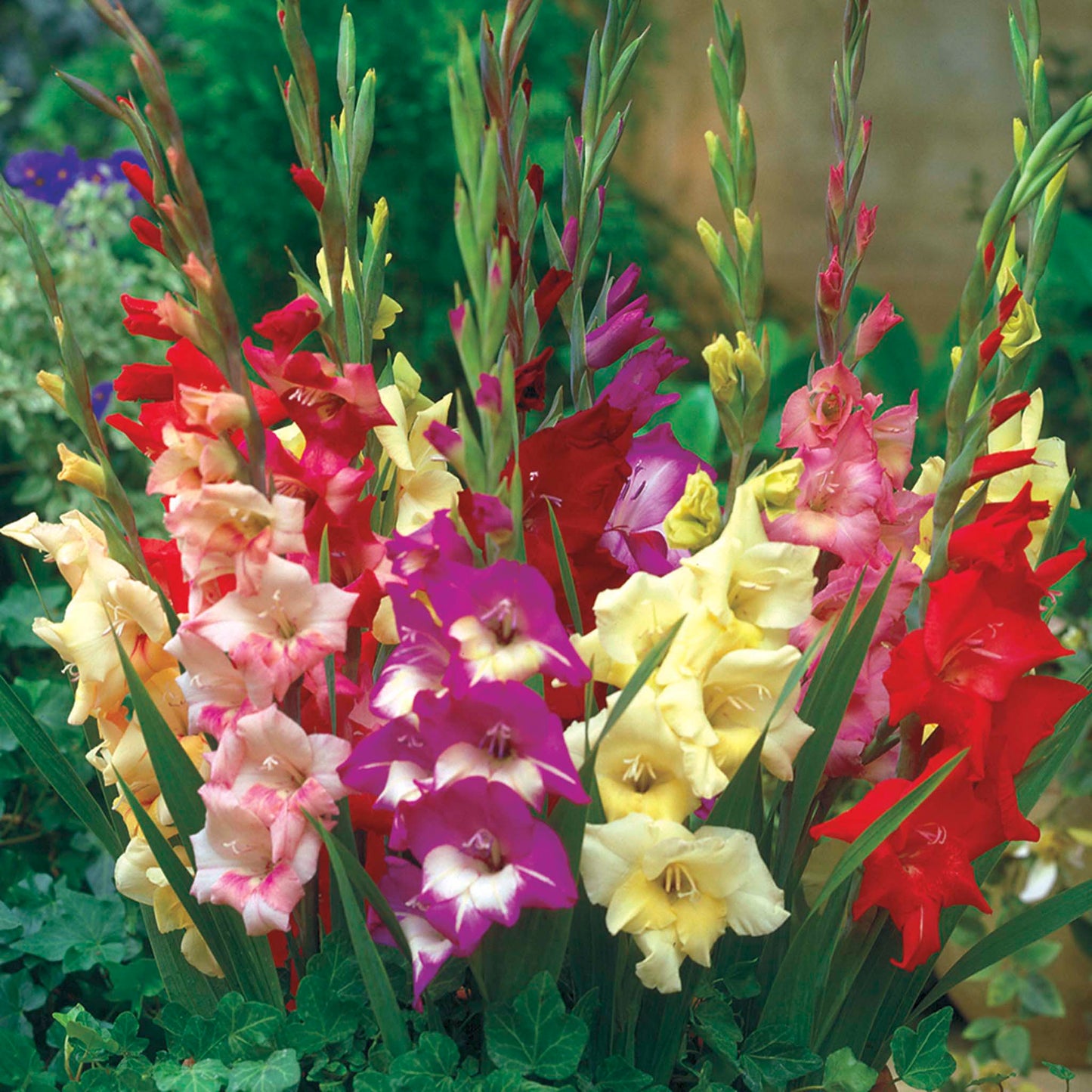 Glamini Gladiolus Bulb Mix