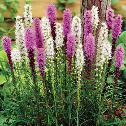 Liatris Bulb Mix